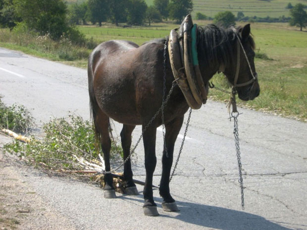 КОБИЛА НА ТЕНДЕРУ: Продају Мицку да купе дрва